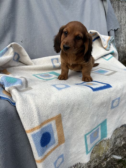 Teckel femea miniatura pelo comprido