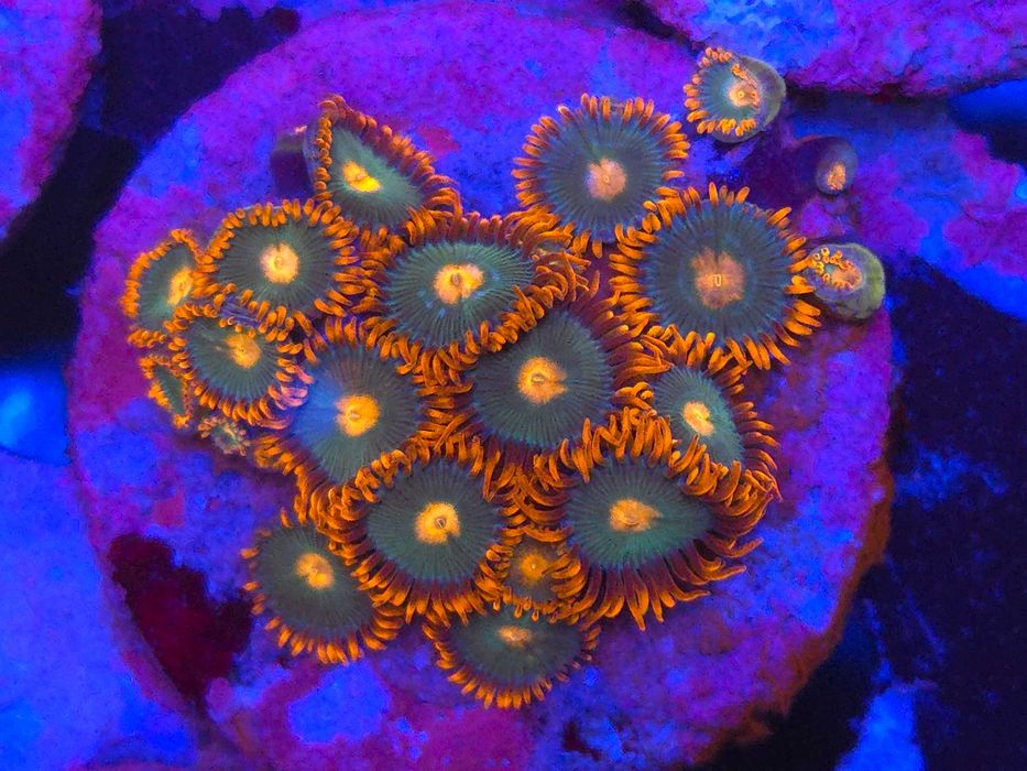 Zoa Gatorade Zoanthus Koralowce Miękkie Akwarystyka Morska