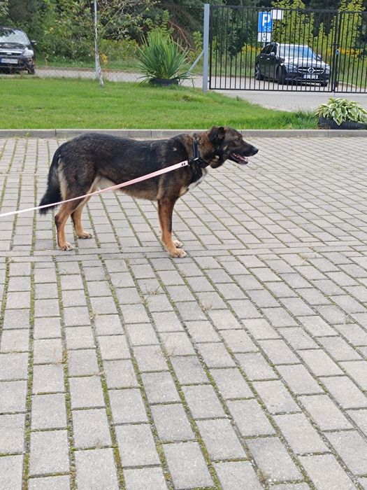 Gapcio do pilnej adopcji!