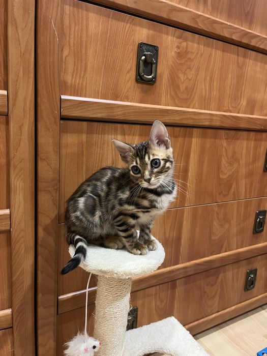 Бенгальські кошенята бенгальская кошка бенгал дівчинка