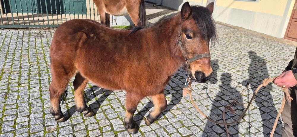 Poni para troca  ou venda