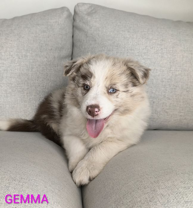Suczka Border Collie Chocolate Merle BADANIA