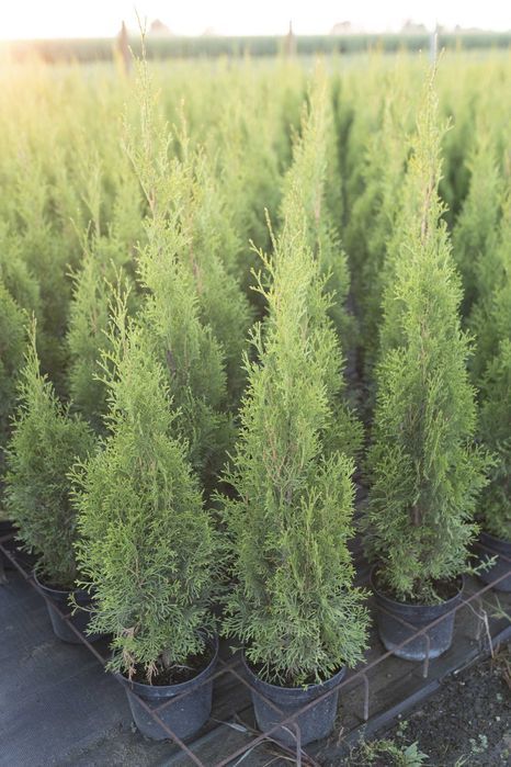 Tuja Tuje Thuja Szmaragd 80-90 cm. PRODUCENT, DOSTAWA GRATIS