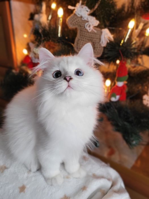 Британський хлопчик срібляста шиншила поінт