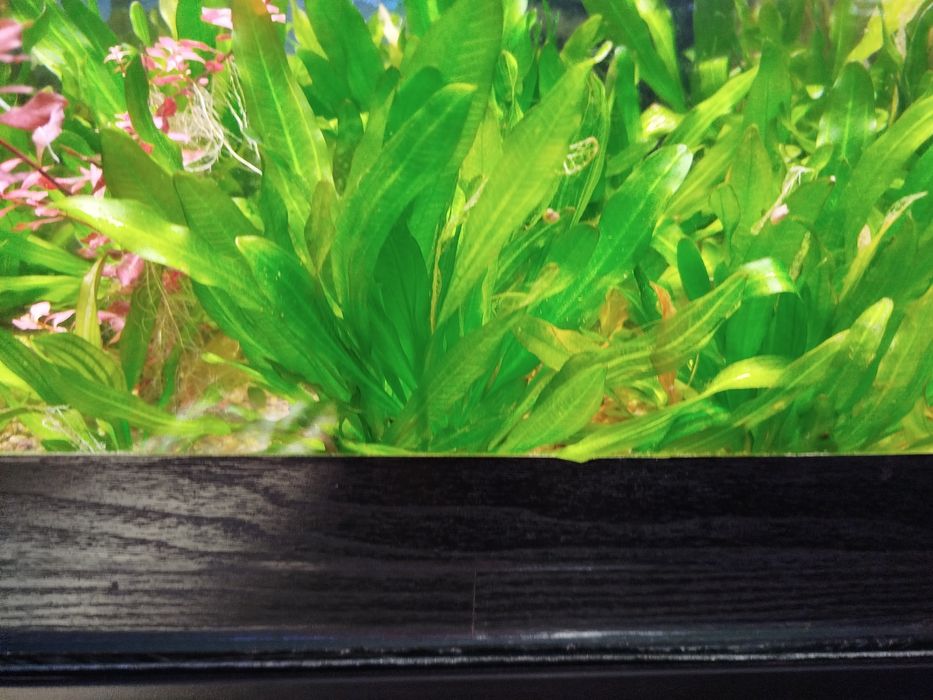 Эхинодорус  Пять Сольдо 35/40см