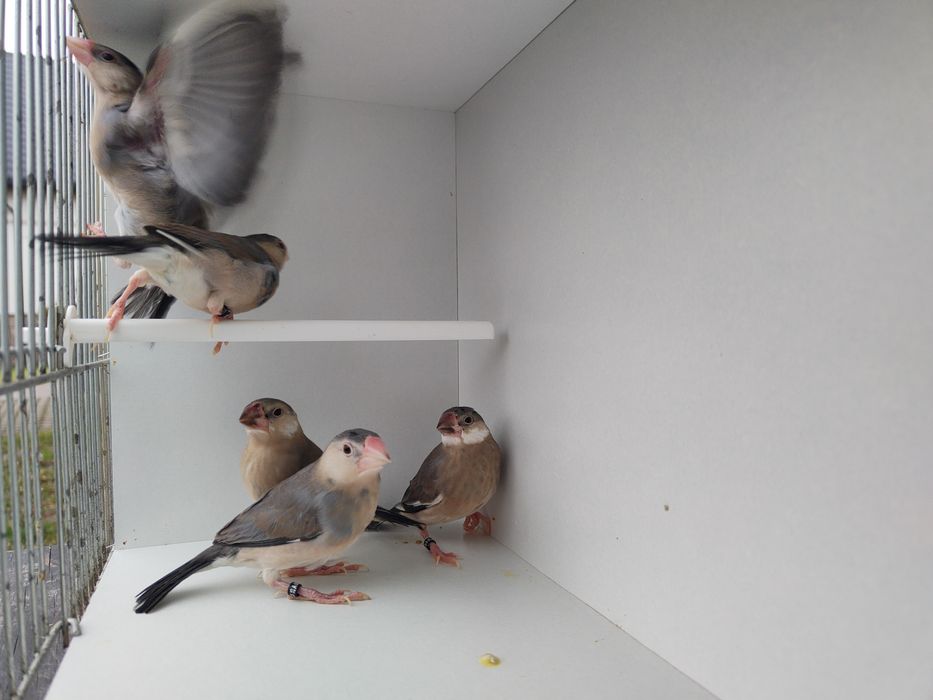 Sprzedam młode ryżowce siwe