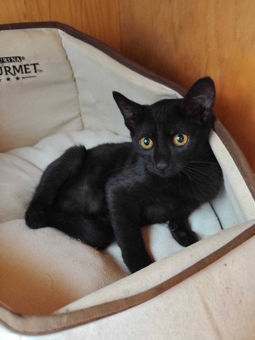 Gata bebé para adoção consciente