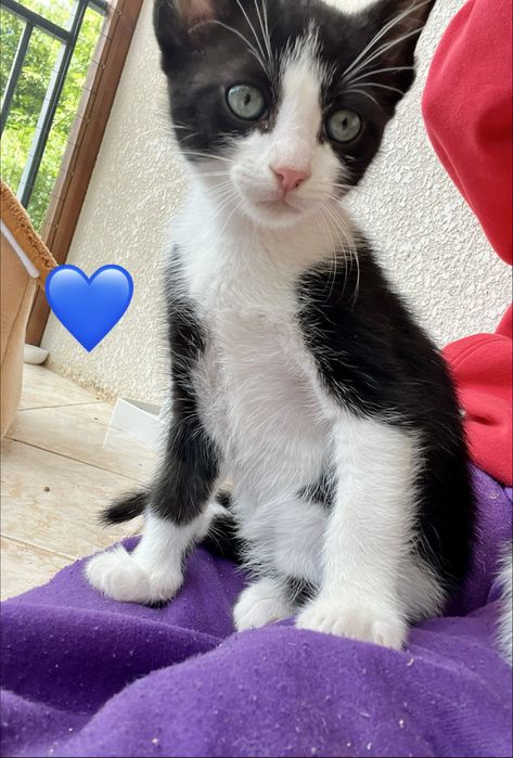 4 gatinhos disponíveis em junho