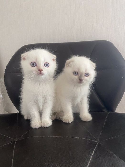 Вязка . Скоттиш - фолд .