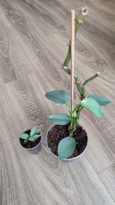 Філодендрон Хастатум, Philodendron hastatum, Срібний меч Silver Sword