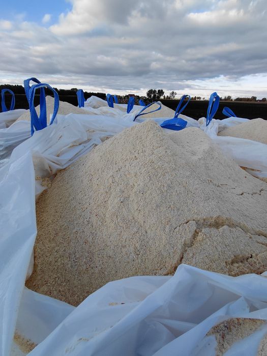 Kukurydza mielona ccm zbiór 2025