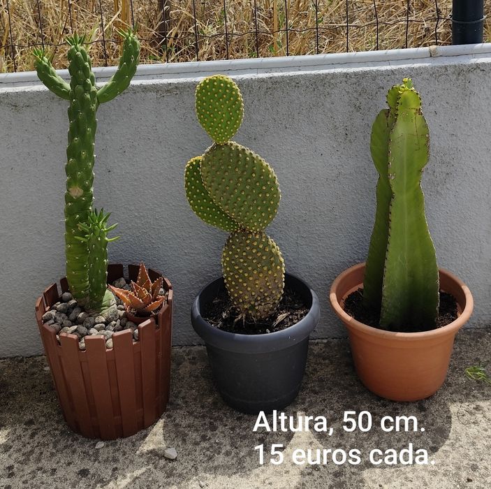 Várias plantas de jardim.