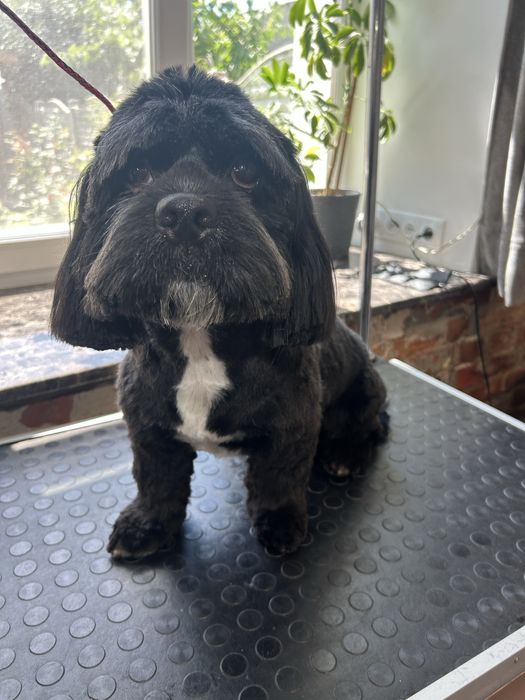 Послуги грумера центральний ринок