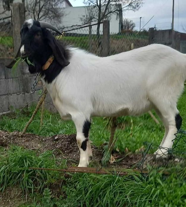 Cabrito de raça Boer