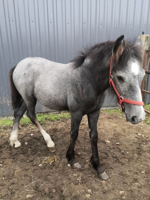 Mix tinker z PRE andaluzem Andaluz  klacz klaczka cob