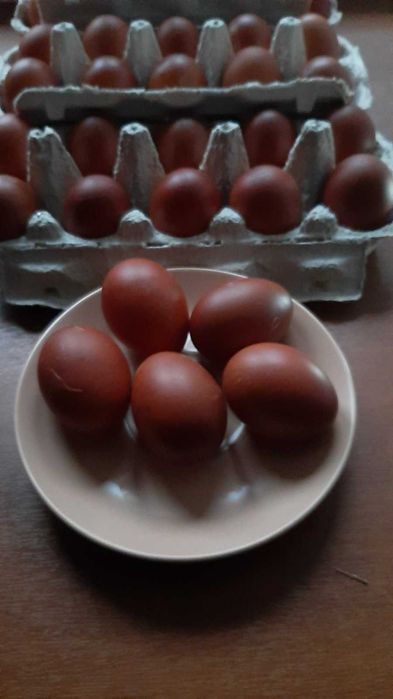 інкубаційне яйце маран чорно-мідний