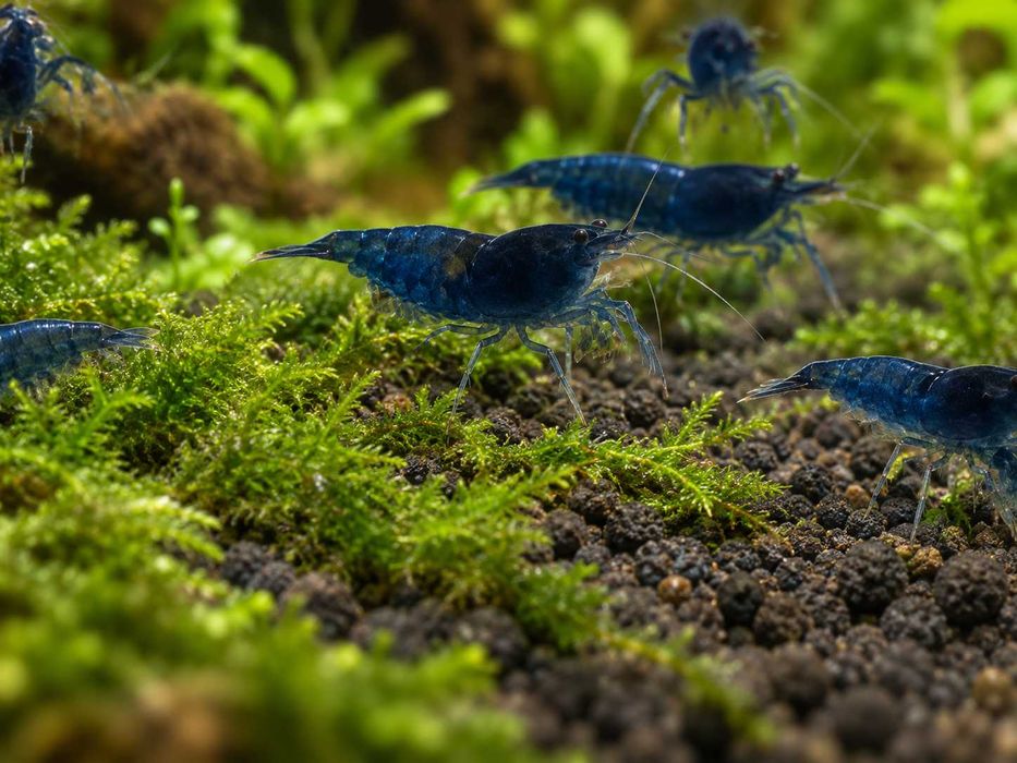 NEOCARIDINA DAVIDI    Krewetka  Blue Velvet