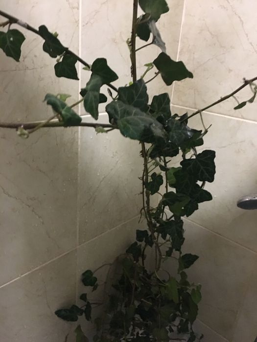 Плющ вечнозеленый