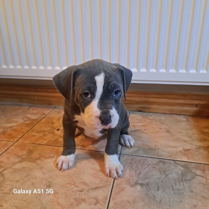 Amstaff  Szczeniak Suczkaa