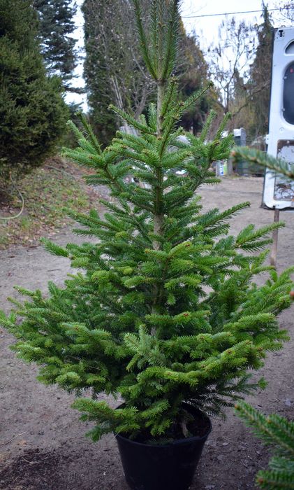 Jodła kaukaska choinka cięta, wysprzedaż na gałązki, po kosztach.