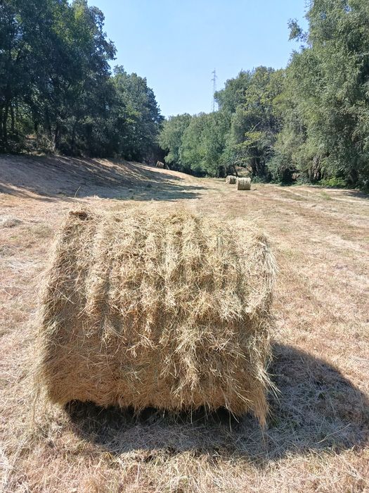 Rolos de feno 2026 (Montalegre)