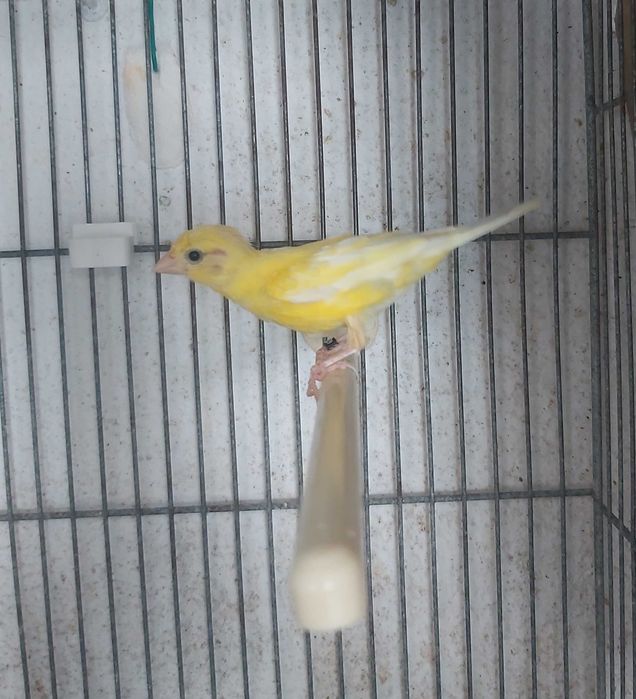 Canarios raça Espanhola