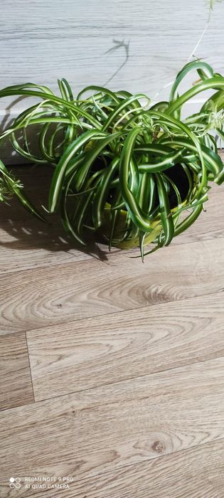 Хлорофитум пестрый и кудрявый