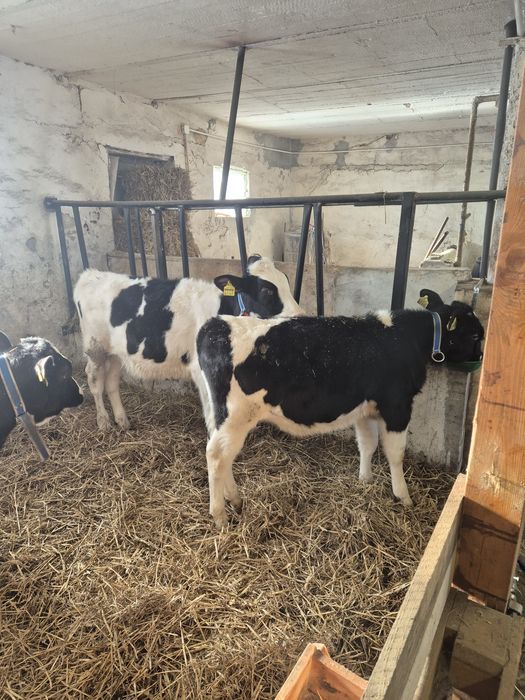 Byczki żarłoki 3 szt.