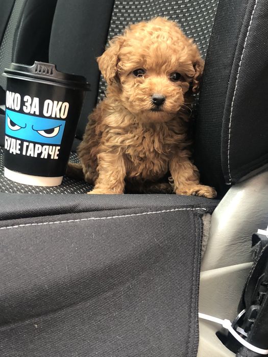 Мальтіпу міні хлопчик