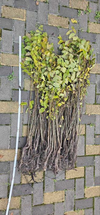 садженці черного  горіху Juglans nigra