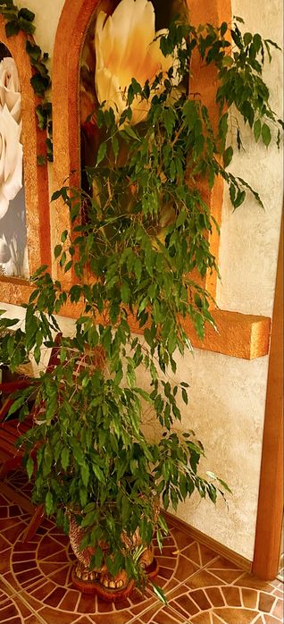 Фикус Бенджамина  1,5 - 2,0 метра