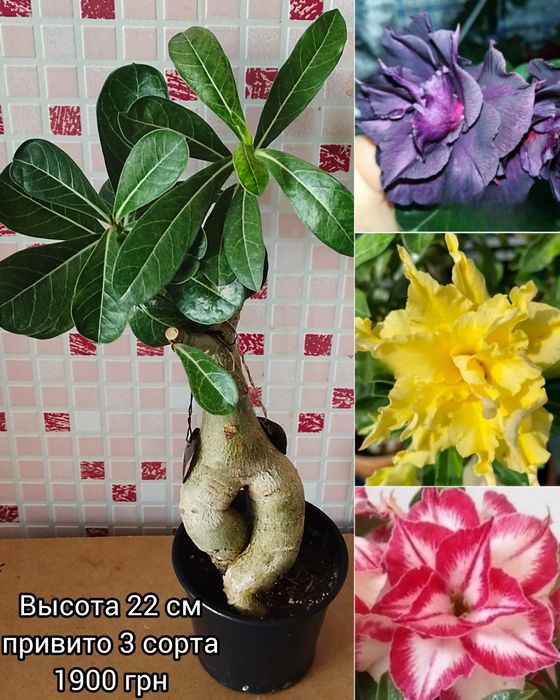 Адениум мультипрививка Taiwan Peony+Moran