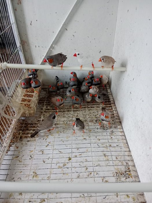 Mandarins novos 2026
