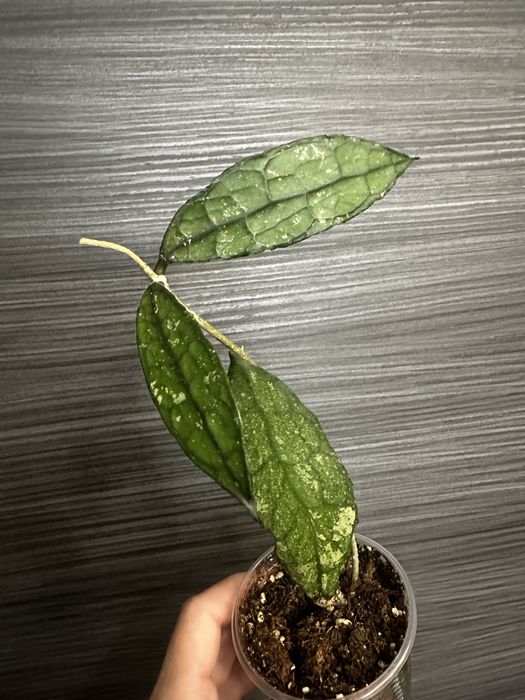 Хойя Clemensiorum