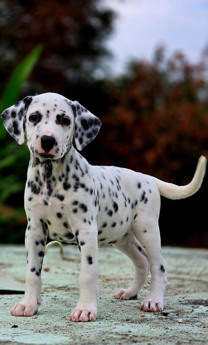 Dalmata Fêmea Pronta para nova familia