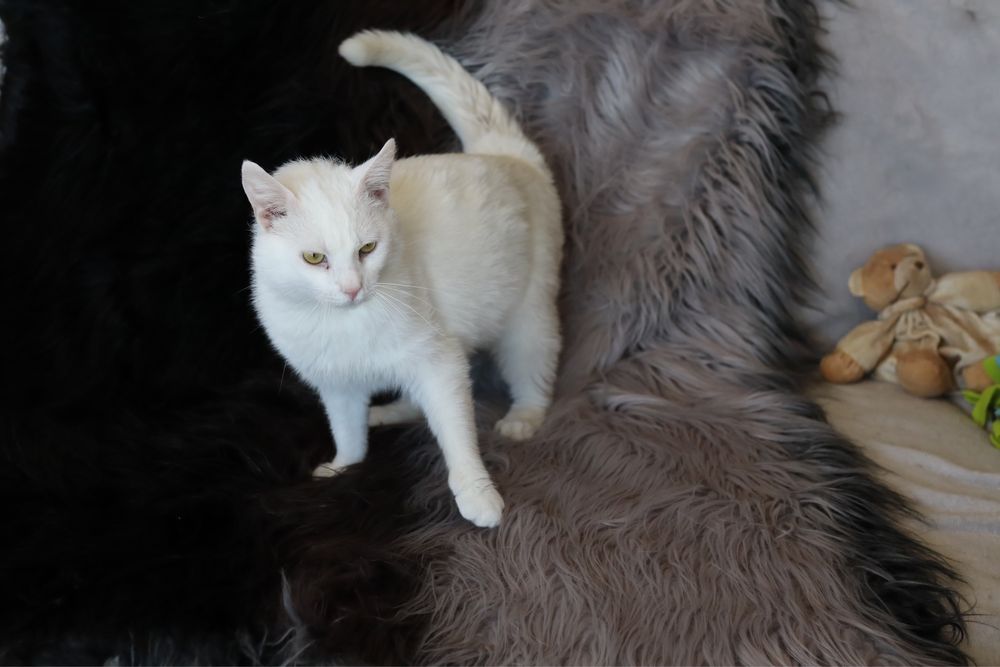 60 kotów do adopcji