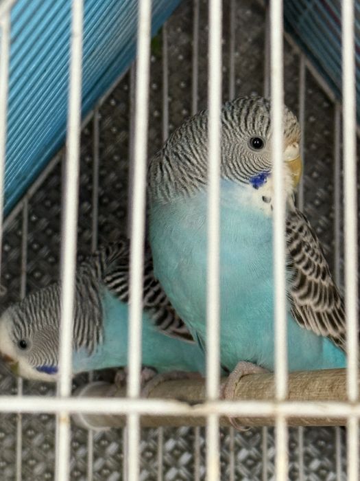 1 femeaa periquitos australianos com gaiola e comedouro