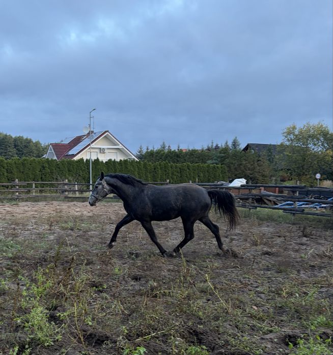 Sprzedam ogiera