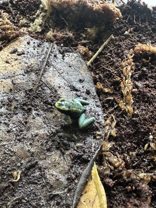 Phyllobates terribilis mint, Liściołaz