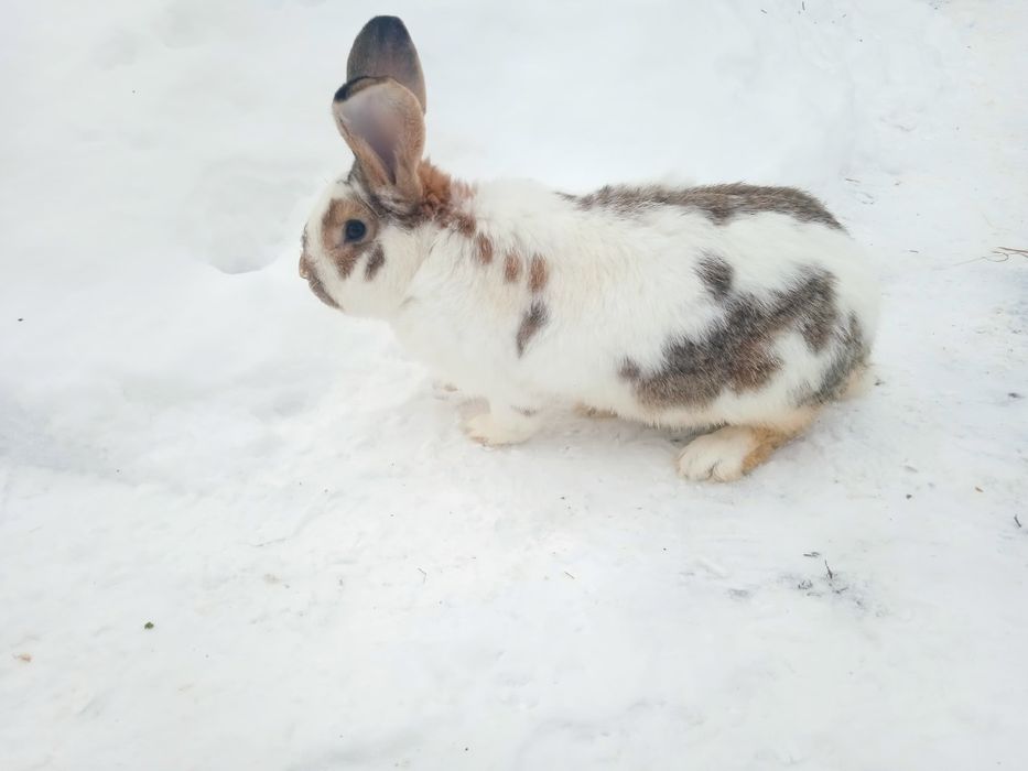 Кролі .робочий самчик