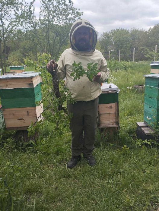 Бджоли Українська Степова