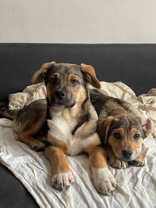 Psi bracia szukają domu