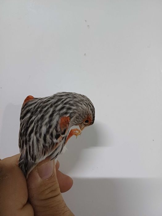 Canarios Agata vermelho mosaico