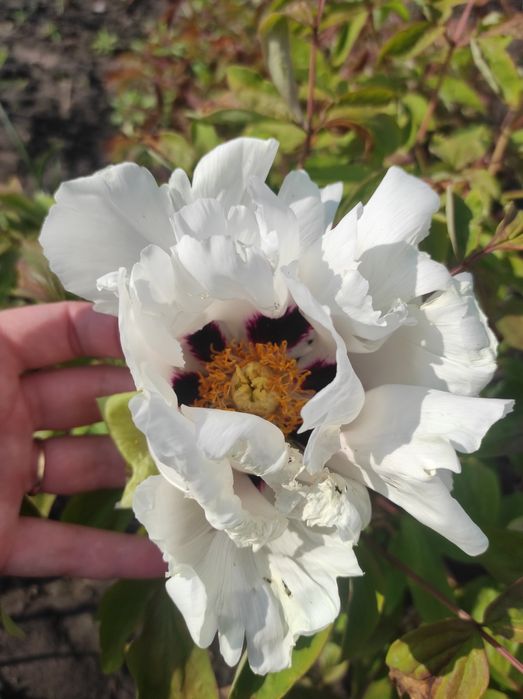 Піон деревовидний