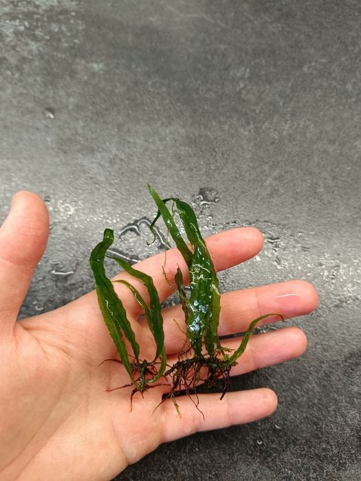Roślina akwariowa sadzonka Microsorum Pteropus Narrow