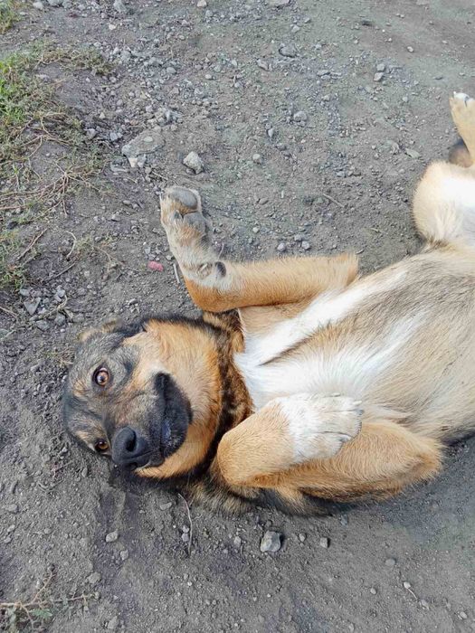 Отдам в хорошие руки собачку