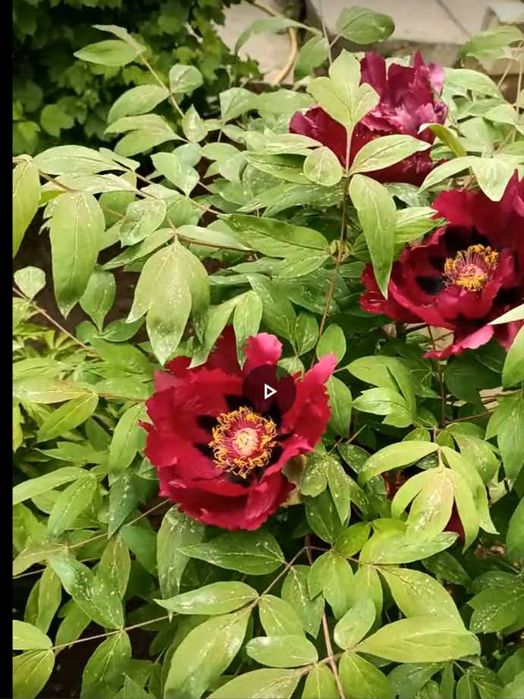 пион древовидный семена= сборка 2025 август(цена за 1шт)