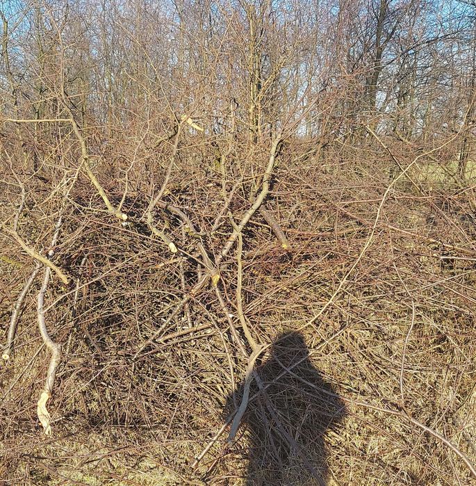 Oddam gałezie za darmo