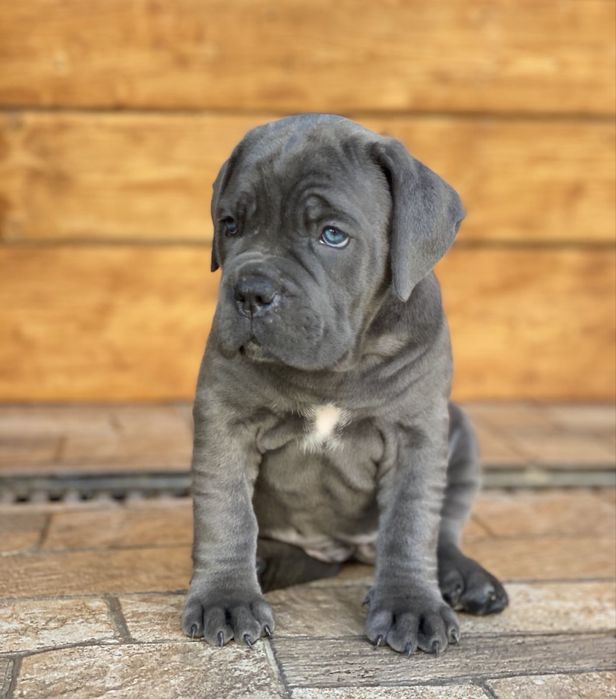 Літні щеночки Cane corso-від питомника