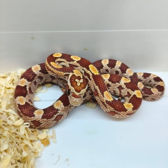 Cobra do milho bebés